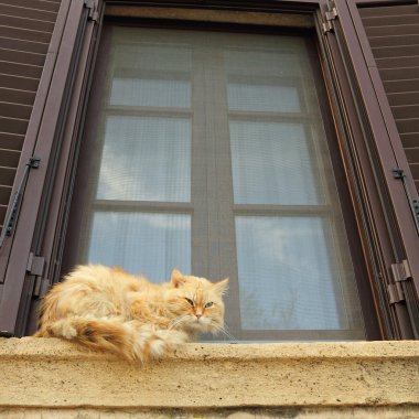 dışında kenarında oturan kedi