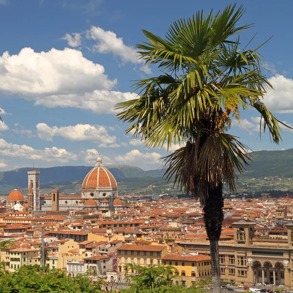 Florencia con palmera en — Foto de Stock
