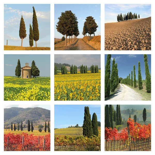 Collage con cipressi — Foto Stock