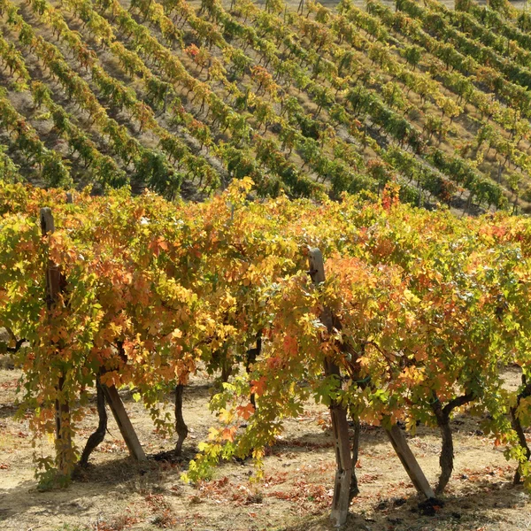 Золотые цвета осенних виноградников — стоковое фото
