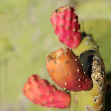opuntia meyve