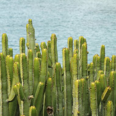 Kanarya Adası spurge