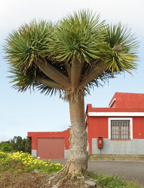 Canary Islands dragon tree, clipart