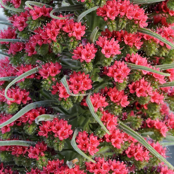 tajinaste rojo portre