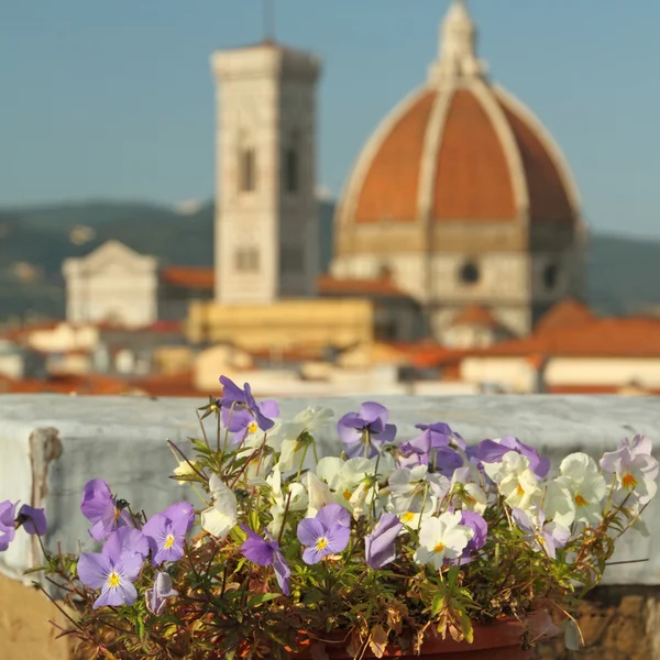 Giardino sul tetto con vista sulla cattedrale — Foto Stock