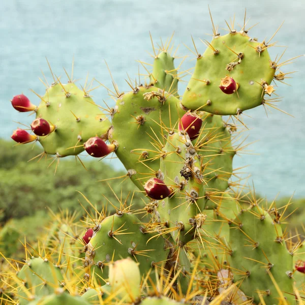 Stricta del Opuntia —  Fotos de Stock