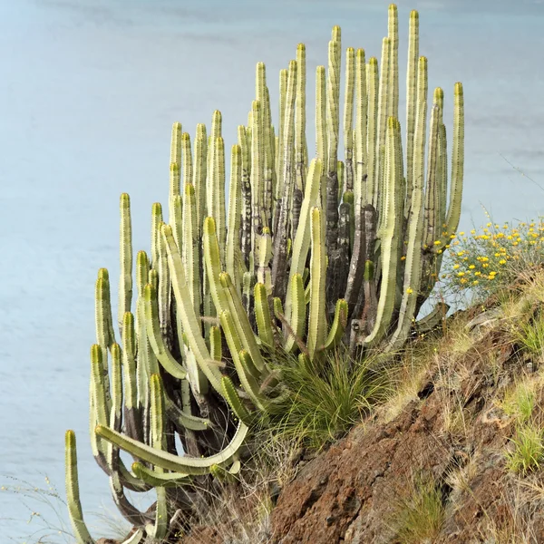 Suculenta en acantilado empinado — Foto de Stock