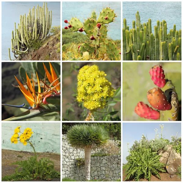 Flora collage — Stockfoto