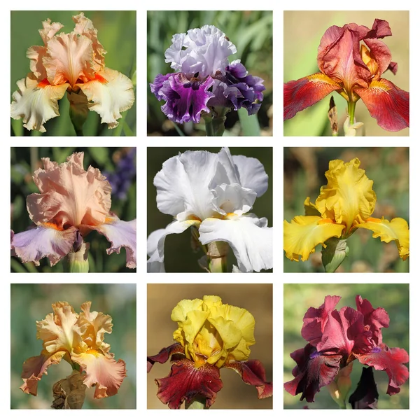 Veelkleurige baard iris collectie — Stockfoto