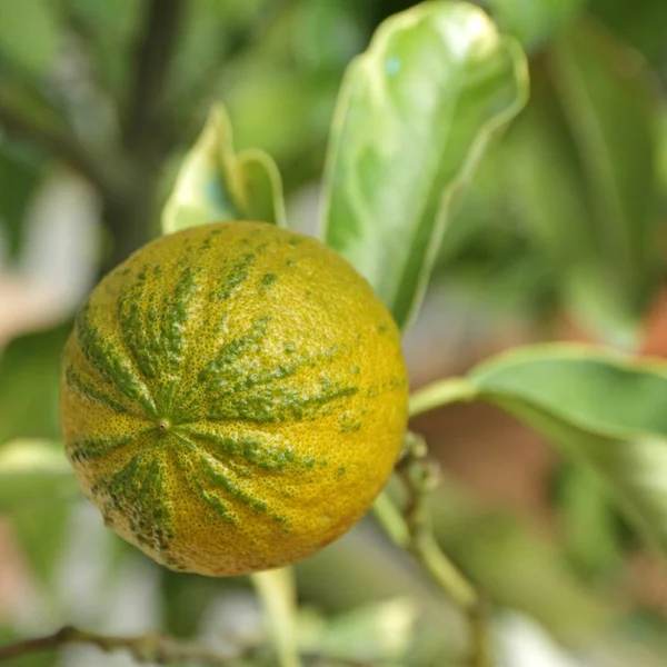 Tipo de naranja amarga —  Fotos de Stock