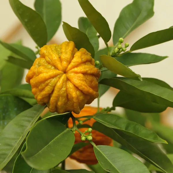 Rodzaj gorzkiej pomarańczy — Zdjęcie stockowe