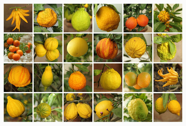 Citrus collection as background