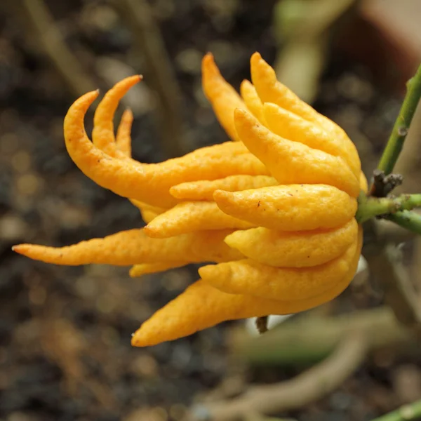 Fragrant Buddha's hand or fingered citron fruit — Stock Photo, Image