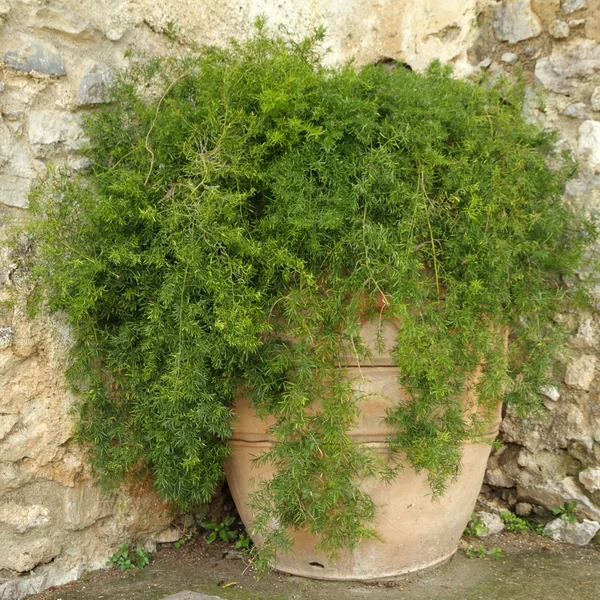 Asparagus fern — Stok Foto