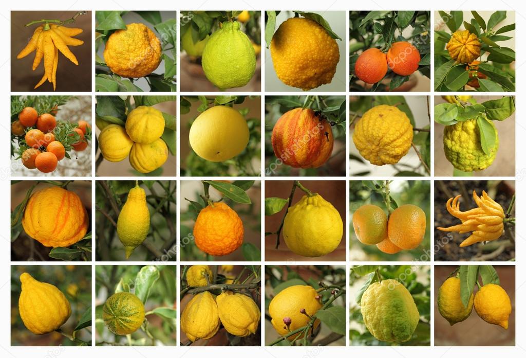 Citrus collection as background