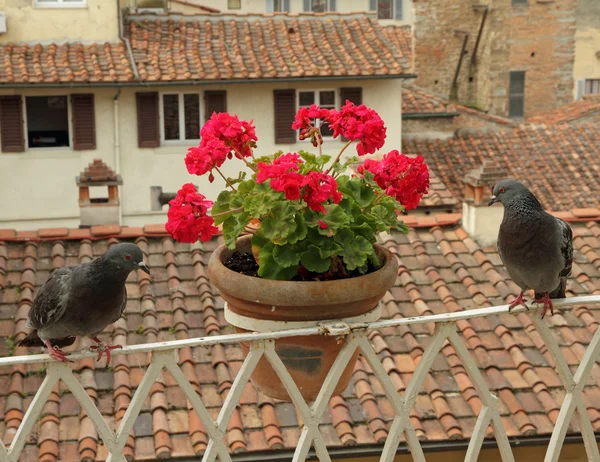 Balcón con flores y palomas — Foto de Stock