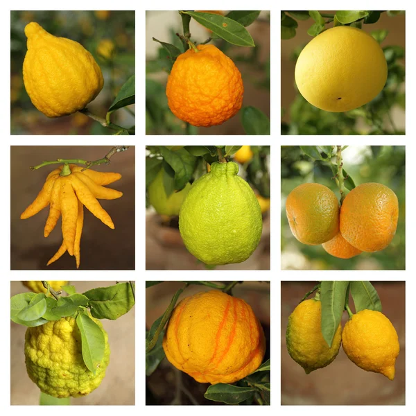 Citrus collage — Stockfoto