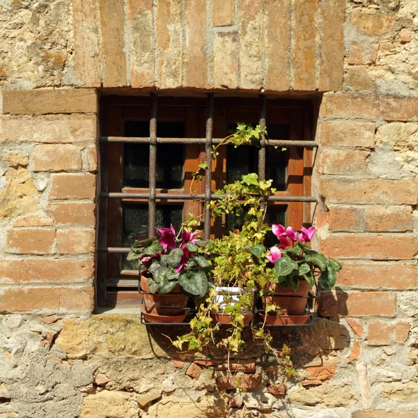 Fenster geschützt durch Gitter und blühende Pflanzen auf Fensterbank — Stockfoto