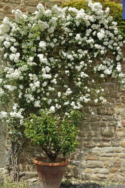 Flowering white garden rose clipart