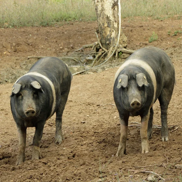 Zeer oude Toscaanse ras van varken. — Stockfoto