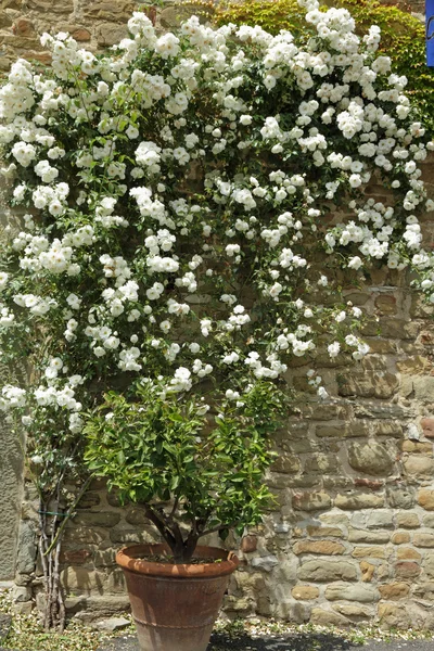 Blühende weiße Gartenrose — Stockfoto