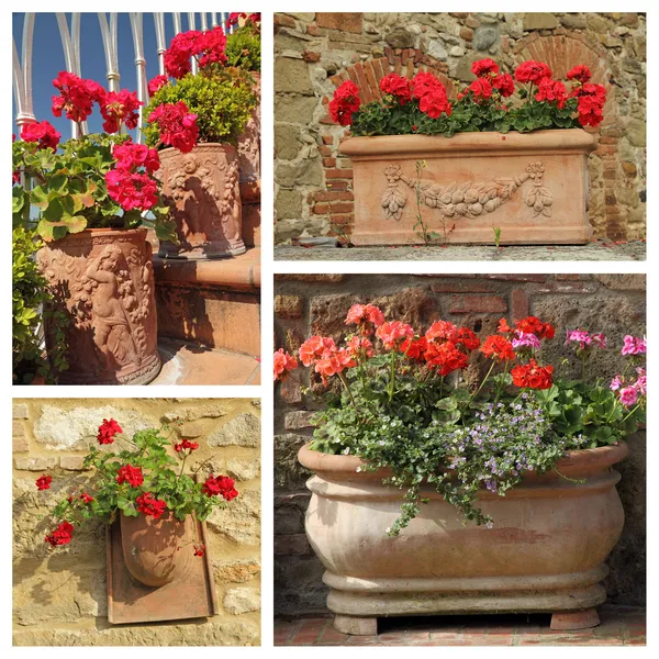 Geranium plants in terracotta pots — Stock Photo, Image