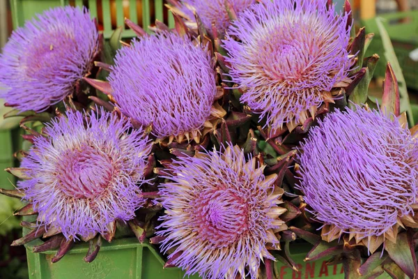 Purple flowers of artichoke — Stock Photo, Image