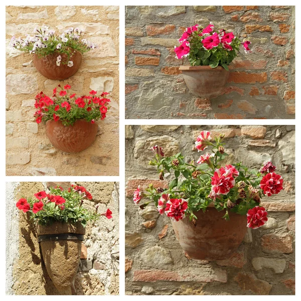 Petunias flowers in pots — Stock Photo, Image