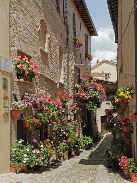 Vecchia strada lastricata con fiori — Foto Stock