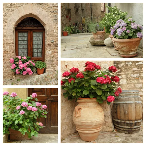 Plantes d'hortensia multicolore en pots — Photo