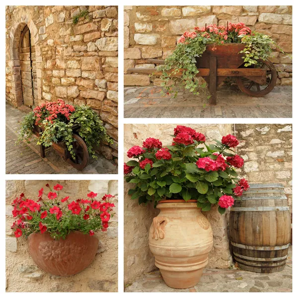 Panelas de jardim com plantas com flores — Fotografia de Stock