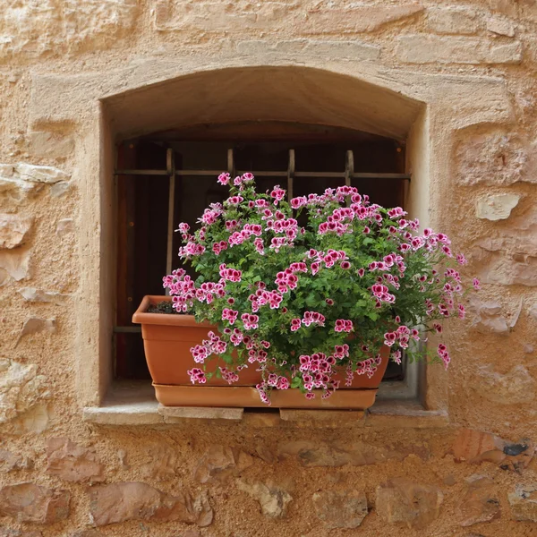 Flores de lobelia multicoloridas na janela — Fotografia de Stock