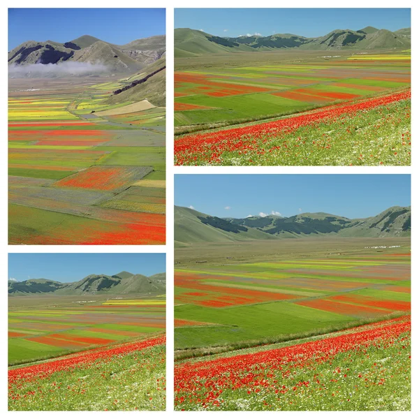 梦幻般的五彩鲜花遍布的田野 — 图库照片