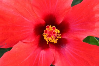 Kırmızı hibiscus çiçek