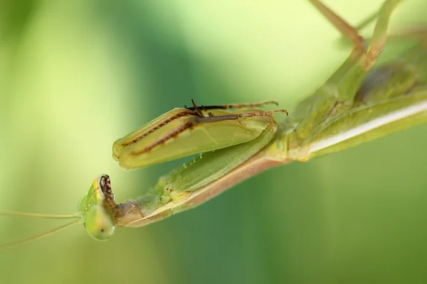 Green mantis — Stock Photo, Image