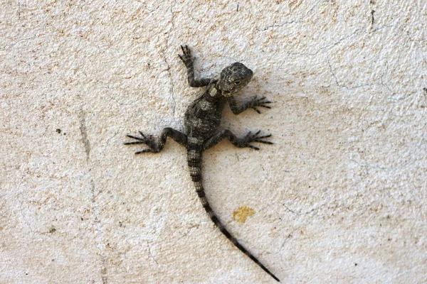 Pequeno lagarto — Fotografia de Stock