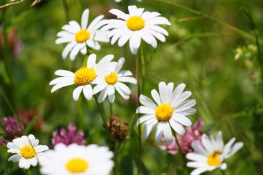marguerites düzenleme