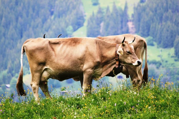 Vacas duplas — Fotografia de Stock