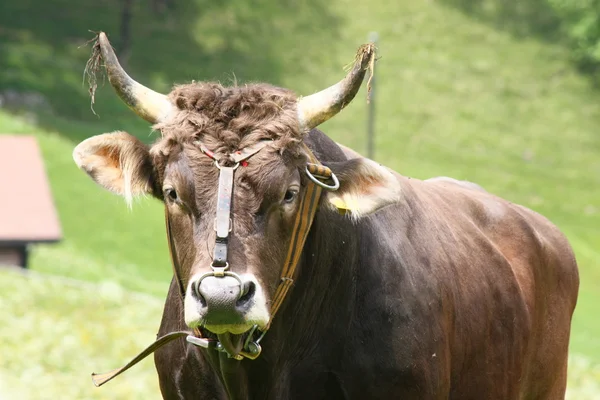 Proud bull — Stock Photo, Image
