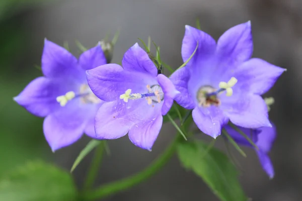 Delikátní bellflower — Stock fotografie