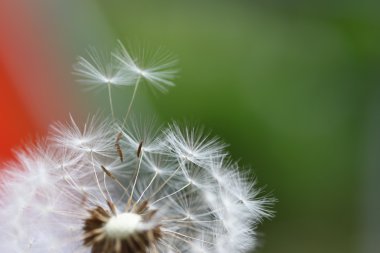 uçup gitmeye hazır