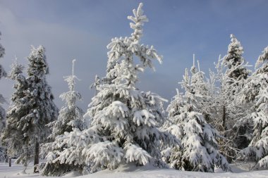 Kış Harikalar Diyarı