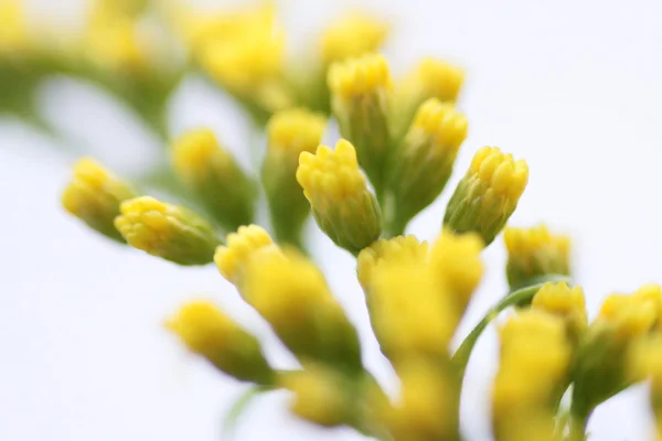 Mini fiori gialli — Foto Stock