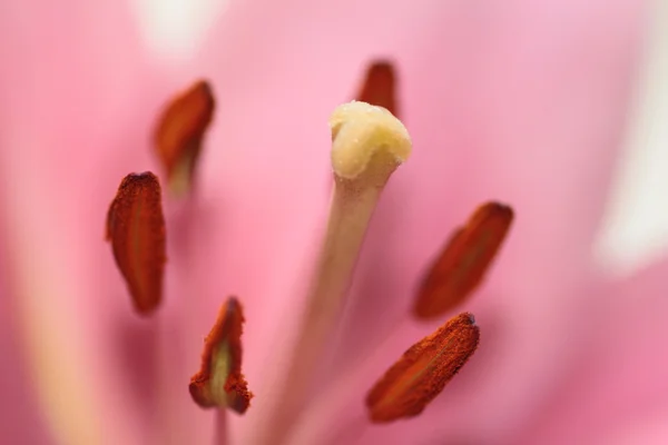 Lily polen — Stok fotoğraf