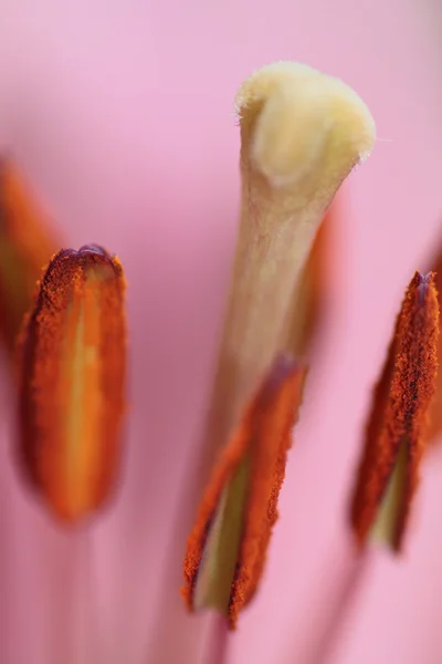 Pistil ve polen — Stok fotoğraf
