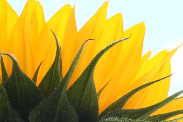 Ayçiçeği ve gökyüzü