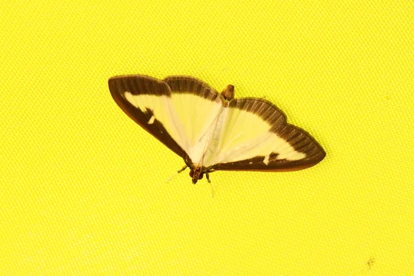 黄色の蛾 — ストック写真