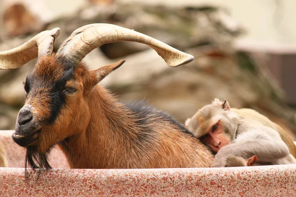 Cuddle time — Stock Photo, Image