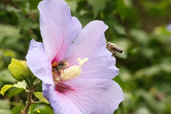 Interessante hibiscus bloesem — Stockfoto