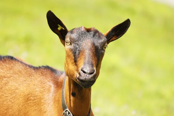 Curious — Stock Photo, Image